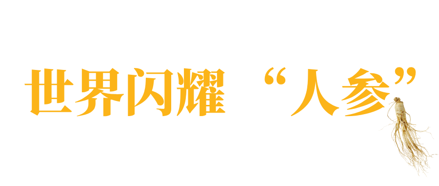 Young People Embrace Changbai Mountain Ginseng!