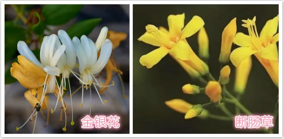 Utilizing Honeysuckle for Heat Clearance and Detoxification!