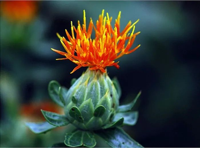 Blood-Activating and Menstrual Regulation Herbs