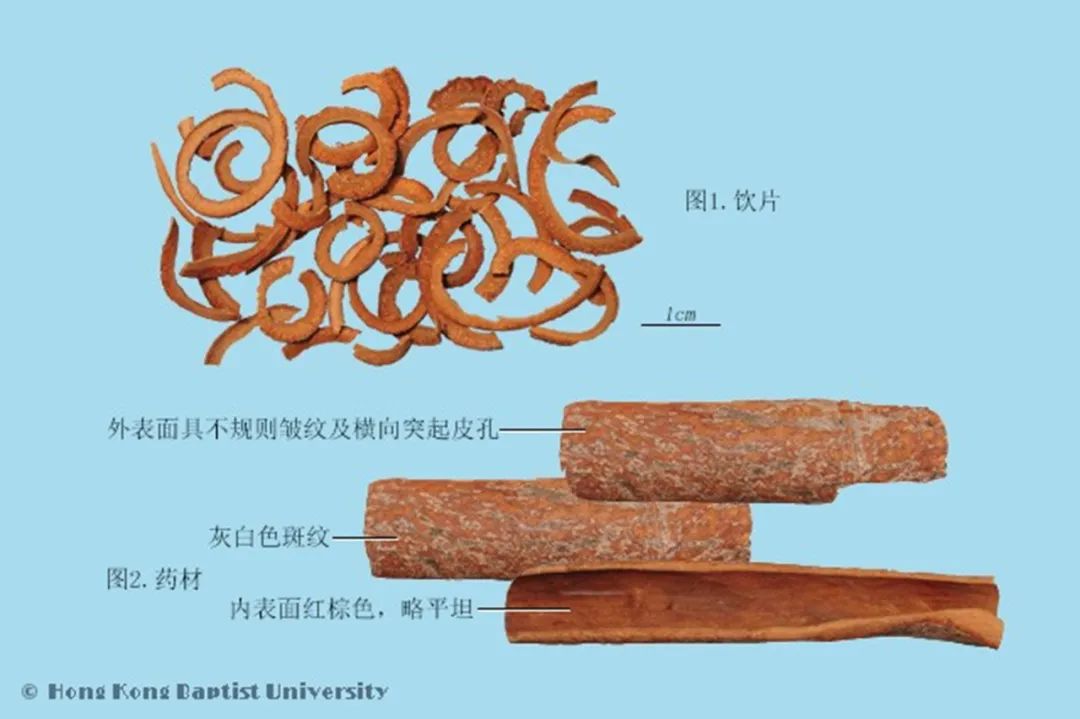 Distinguishing Between Gui Zhi and Rou Gui in Traditional Chinese Medicine