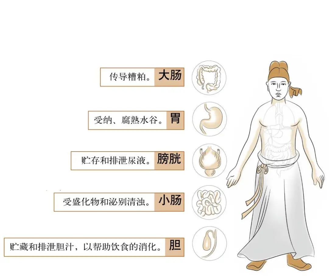 Foundations of Traditional Chinese Medicine: Functions of the Five Organs and Six Bowels
