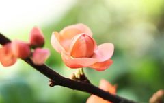 How Should People with Kidney Yang Deficiency Regulate Their Health? What Chinese Patent Medicines Can Remove Dampness from the Body?