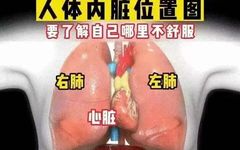 Foundations of Traditional Chinese Medicine: Functions of the Five Organs and Six Bowels