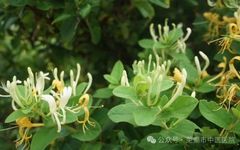 The Antibiotic Properties of Traditional Chinese Medicine: A Focus on Jin Yin Hua (Honeysuckle)