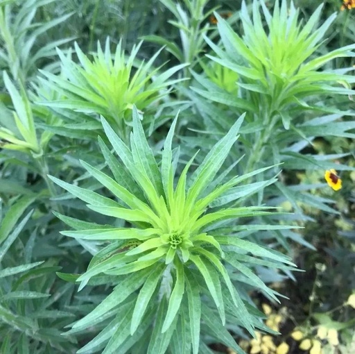 Folk Herbs: Small Flying Sedge
