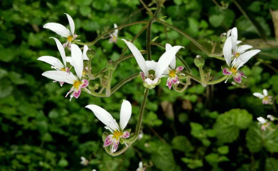 This Herb Treats Toothache, Ear Pain, and Skin Itching