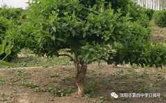 Honeysuckle: A Comprehensive Overview