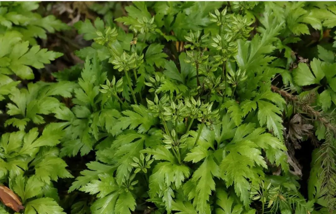 Identification of the Chinese Herbal Medicine Huanglian