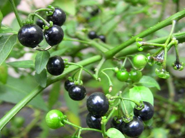 A Comprehensive Guide to 50 Common Medicinal Herbs in Rural Areas