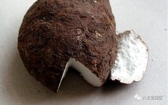 Poria Cocos: An Overview of Its Properties and Uses