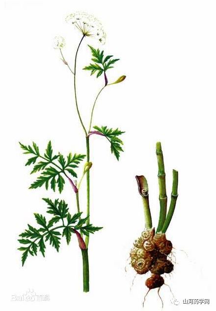Traditional Chinese Medicine: Chuanxiong (Ligusticum Chuanxiong)