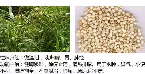 500 Illustrations of Chinese Medicinal Herbs with Efficacy and Indications (Part 1)