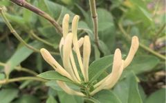Pharmaceutical Science Popularization | (1) Honeysuckle: The Cool Guardian of Summer