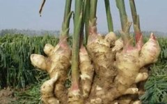 Daily Chinese Herb - Dried Ginger