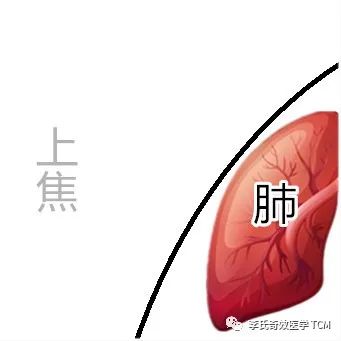 Tongue Diagnosis and the Five Organs Series Collection
