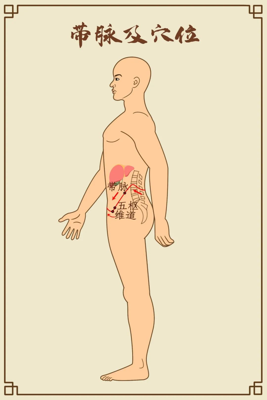 Comprehensive Diagram of Human Meridians (Recommended for Collection)
