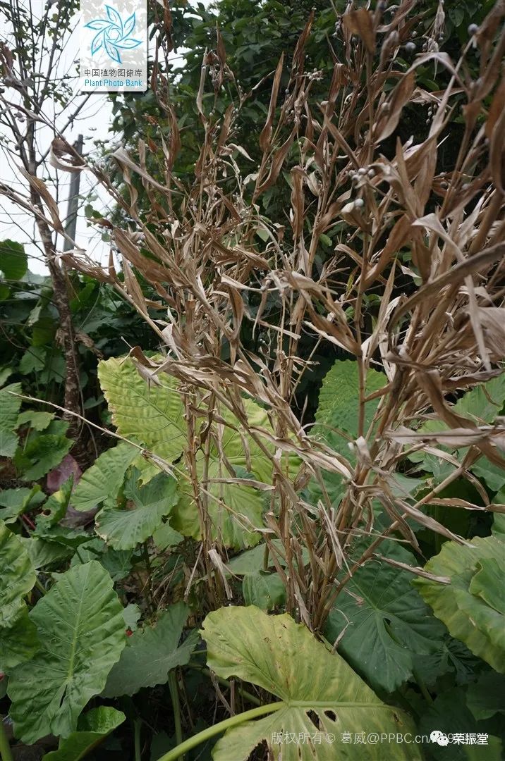 A Detailed Discussion on Coix Seed (Yi Yi Ren)