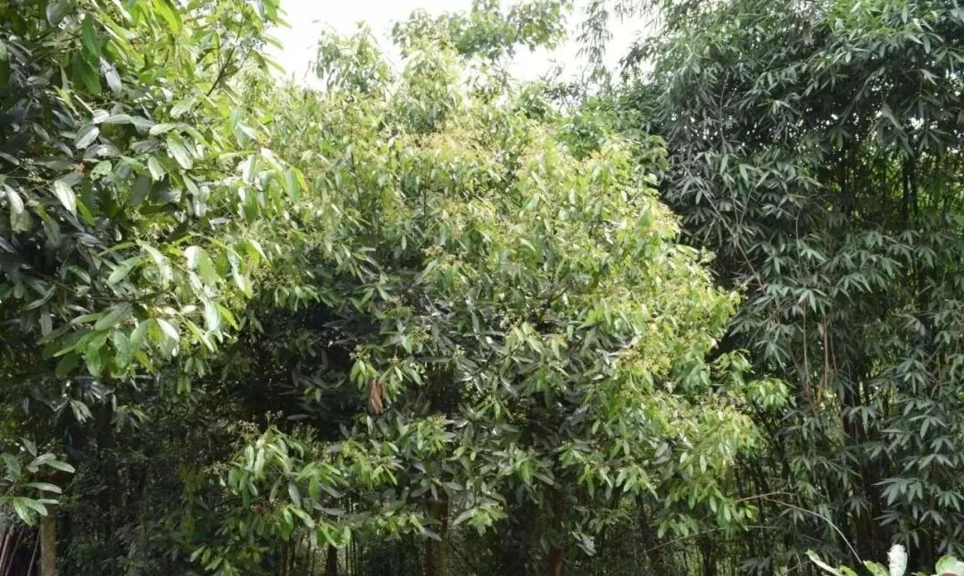 The Efficacy and Functions of Cinnamon in Traditional Chinese Medicine