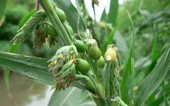 Premium Chinese Medicine | Coix Seed