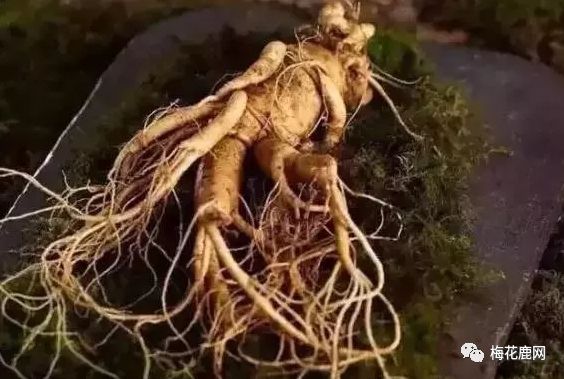 The Efficacy, Consumption Methods, and Suitable Groups for Fresh Ginseng: One of the Three Treasures of Northeast China