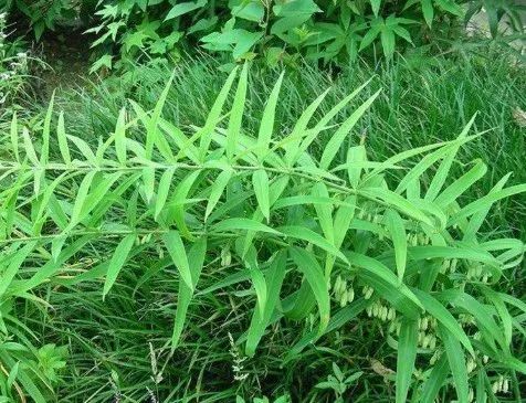 Traditional Chinese Medicine Popular Science: The Stories of Herbs from "Compendium of Materia Medica"