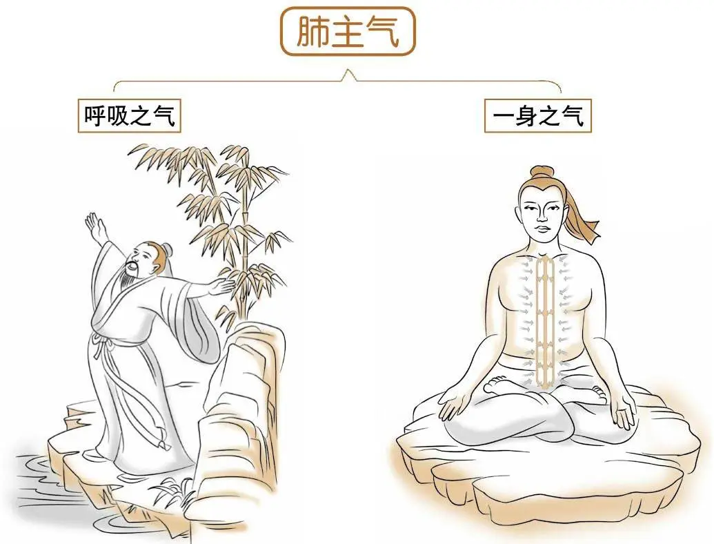 Foundations of Traditional Chinese Medicine: Functions of the Five Organs and Six Bowels
