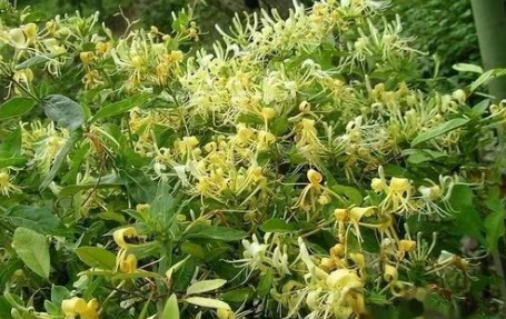 Daily Learning of Chinese Herbs - Honeysuckle