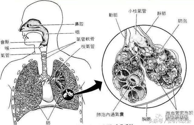Understanding Traditional Chinese Medicine: The Five Organs and Six Bowels Explained! (Including Eight Major Systems)