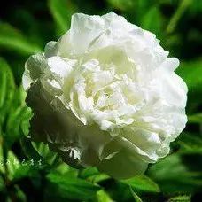 Bai Shao: A Graceful and Elegant Traditional Chinese Medicine Herb