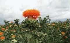 The Pharmacological Comparison of Honghua (Safflower) and Xihonghua (Saffron)