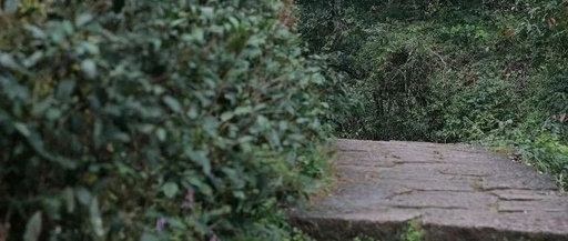 The Twin Flowers of Huiyuan Pit: Cinnamon and Narcissus, Distinguishing Varieties and Mountain Legends