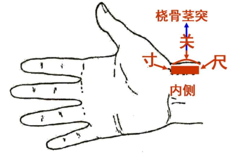 Traditional Chinese Medicine Diagnosis - Pulse Diagnosis