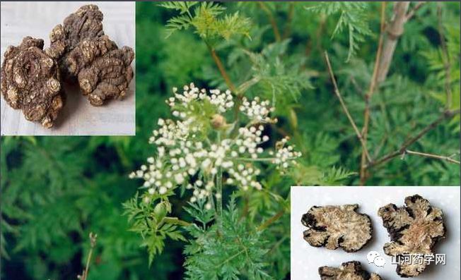 Traditional Chinese Medicine: Chuanxiong (Ligusticum Chuanxiong)