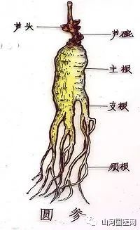 Traditional Chinese Medicine: Ginseng (Rén Shēn)