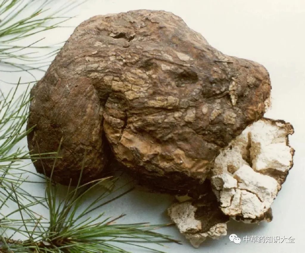 Effects and Functions of Poria (Fu Ling)