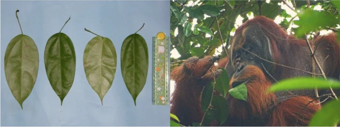 Orangutan Self-Medicates with Herbal Remedy for Wound Healing: A Month Later, Complete Recovery!
