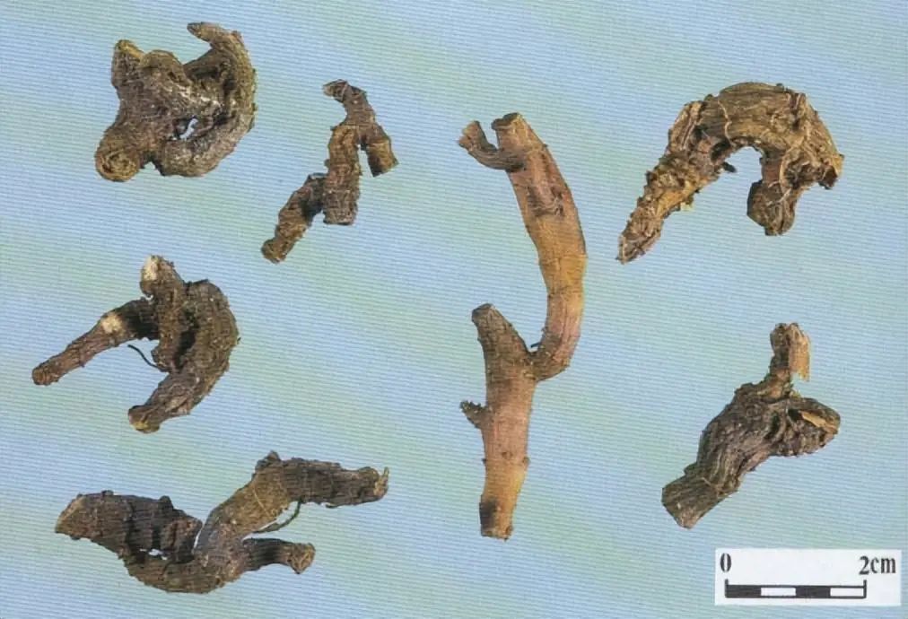 Identification of the Chinese Herbal Medicine Huanglian