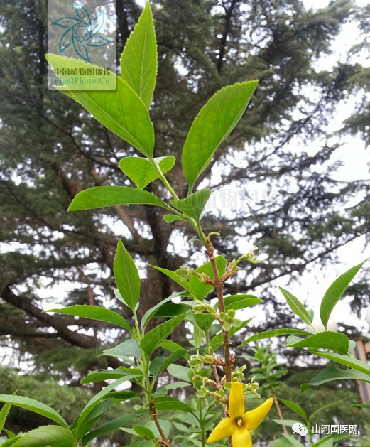 Traditional Chinese Medicine: Forsythia (Lián Qiáo)