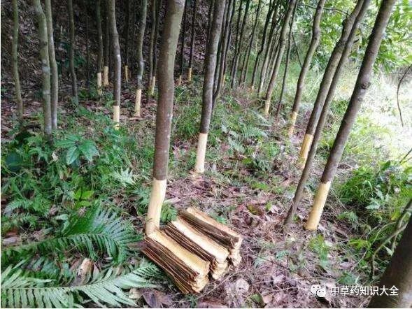 Traditional Chinese Medicine Knowledge | Cinnamon (Ròu Guì)