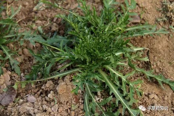 Traditional Chinese Medicine Herb: Safflower (Honghua)
