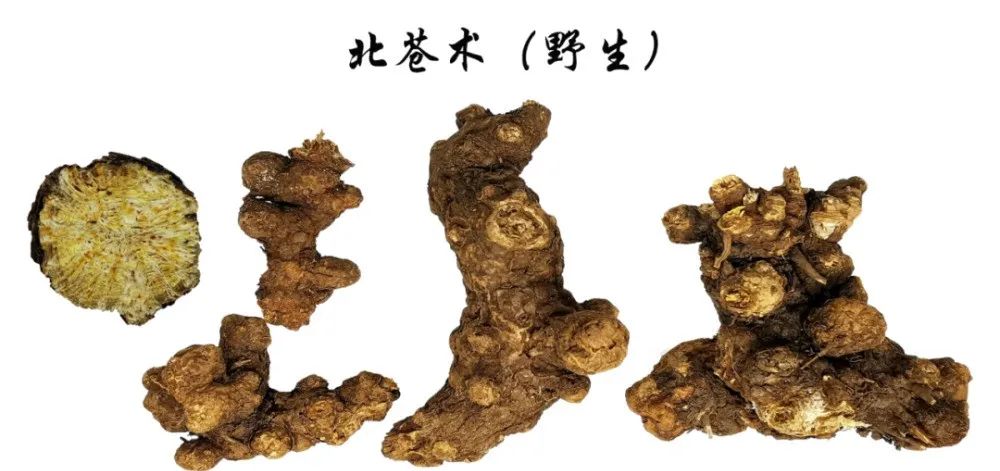 A Comprehensive Overview of Atractylodes (Cang Zhu) and Its Medicinal Value