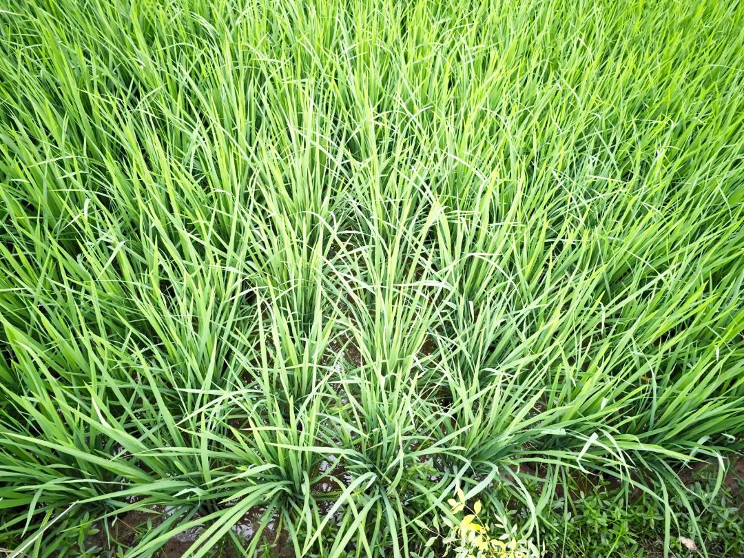 The Five Grains in Traditional Chinese Medicine: Their Benefits and Importance