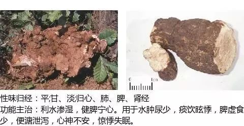 500 Illustrations of Chinese Medicinal Herbs with Efficacy and Indications (Part 1)