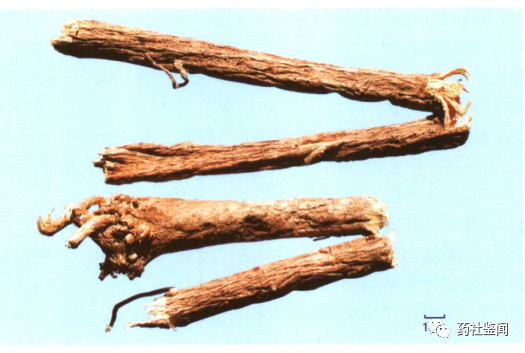 Traditional Chinese Medicine - Huangqi (Astragalus Root)