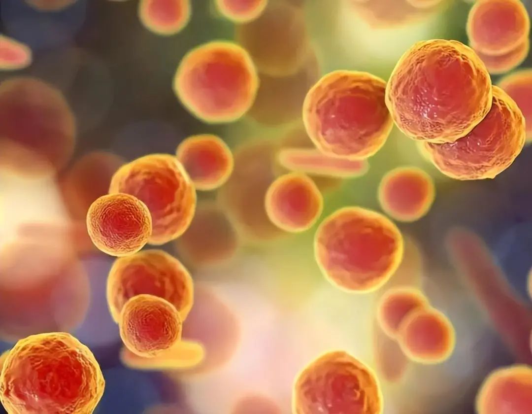 The Perfect Partner for Honeysuckle: Brew Together for a Clean Liver and Improved Sleep Quality