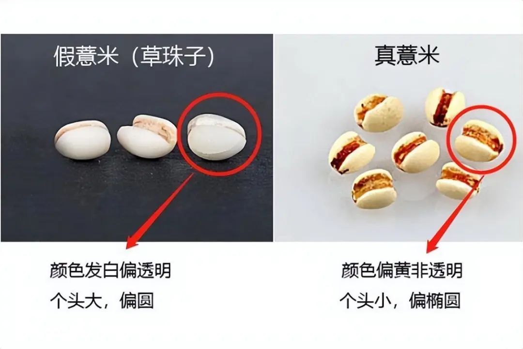 Identification of Coix Seed (Yi Yi Ren)