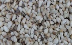 The Miraculous Herb: Safflower (Honghua)