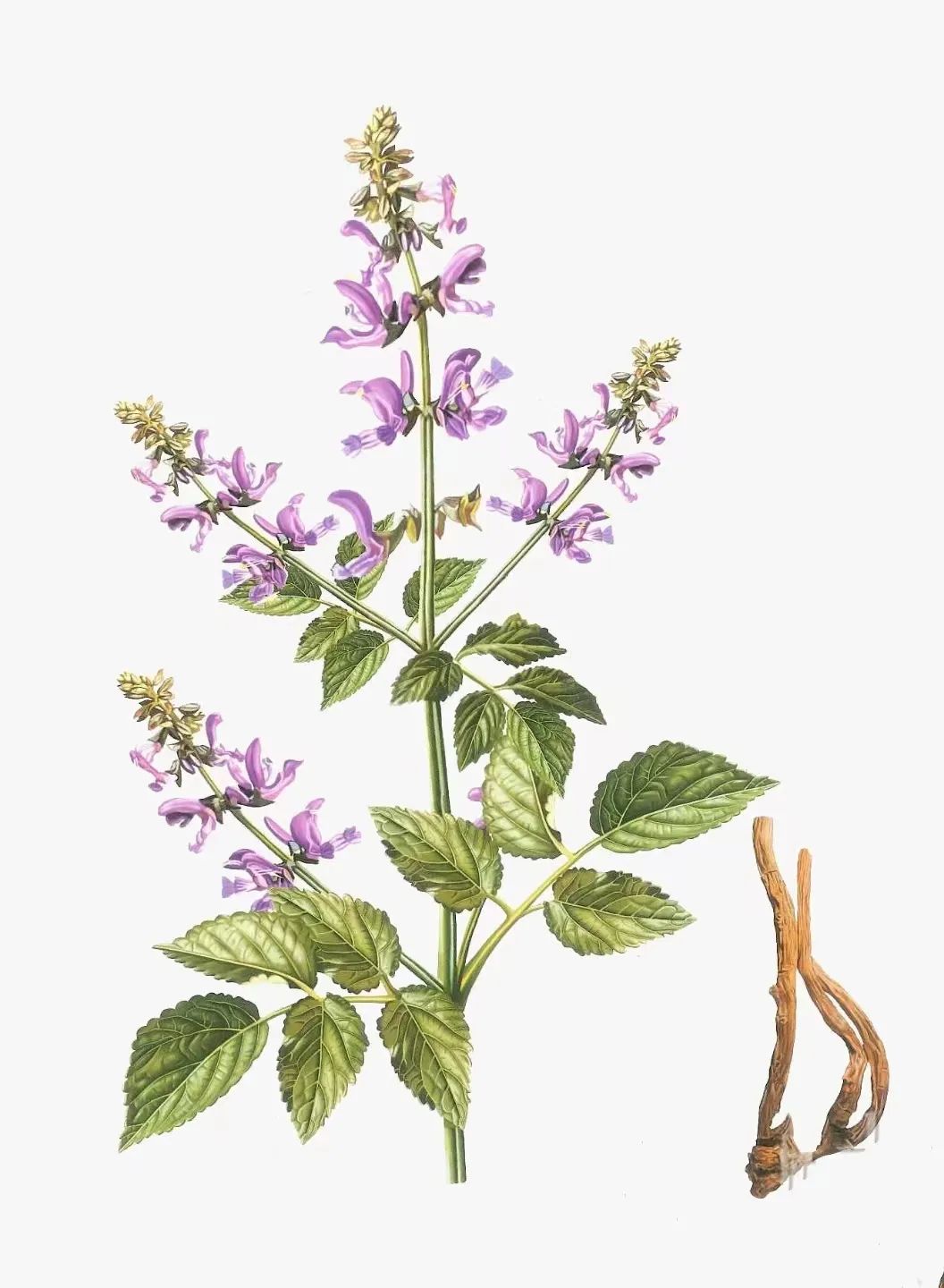 Daily Herb: Dan Shen (Salvia miltiorrhiza)