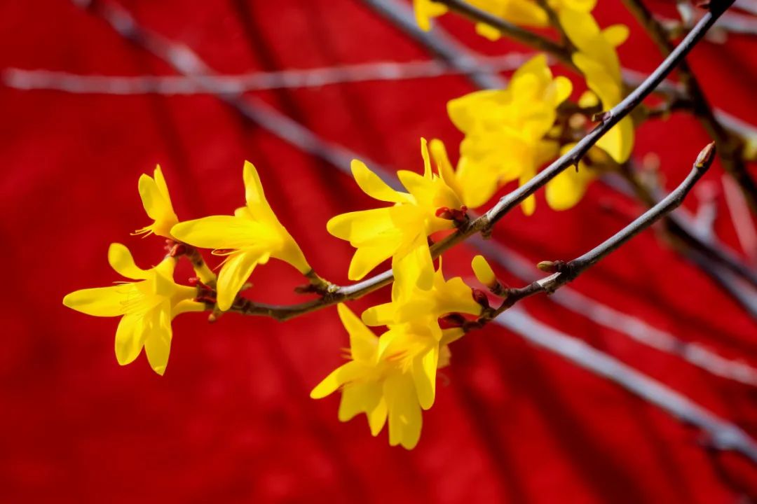 The TCM Perspective on Lian Qiao (Forsythia suspensa)