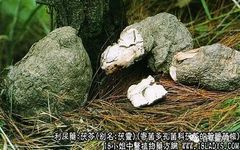The Efficacy and Functions of Poria (Fu Ling)